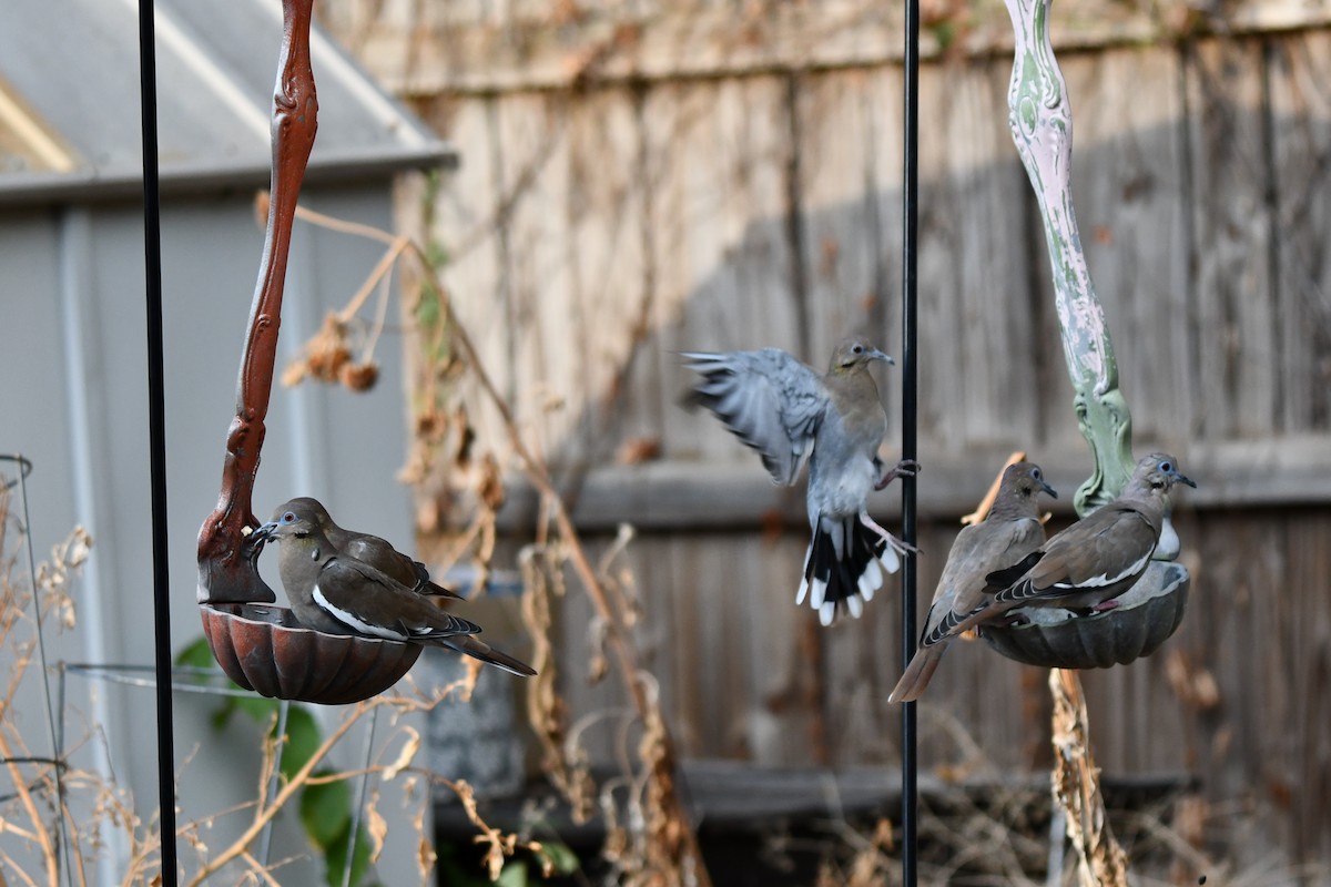 White-winged Dove - ML623999380