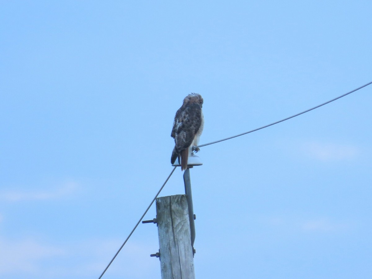 Rotschwanzbussard - ML623999430