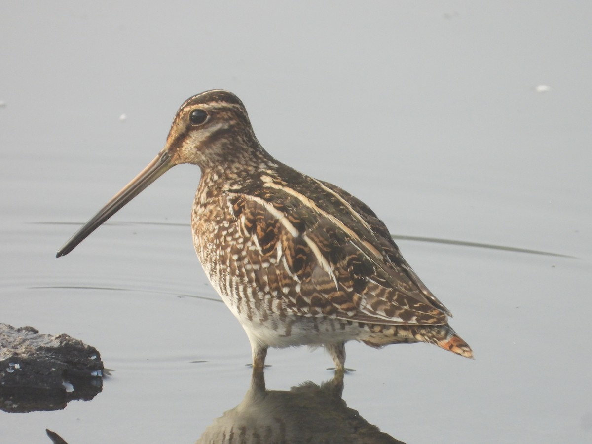 Wilson's Snipe - Roee Astor