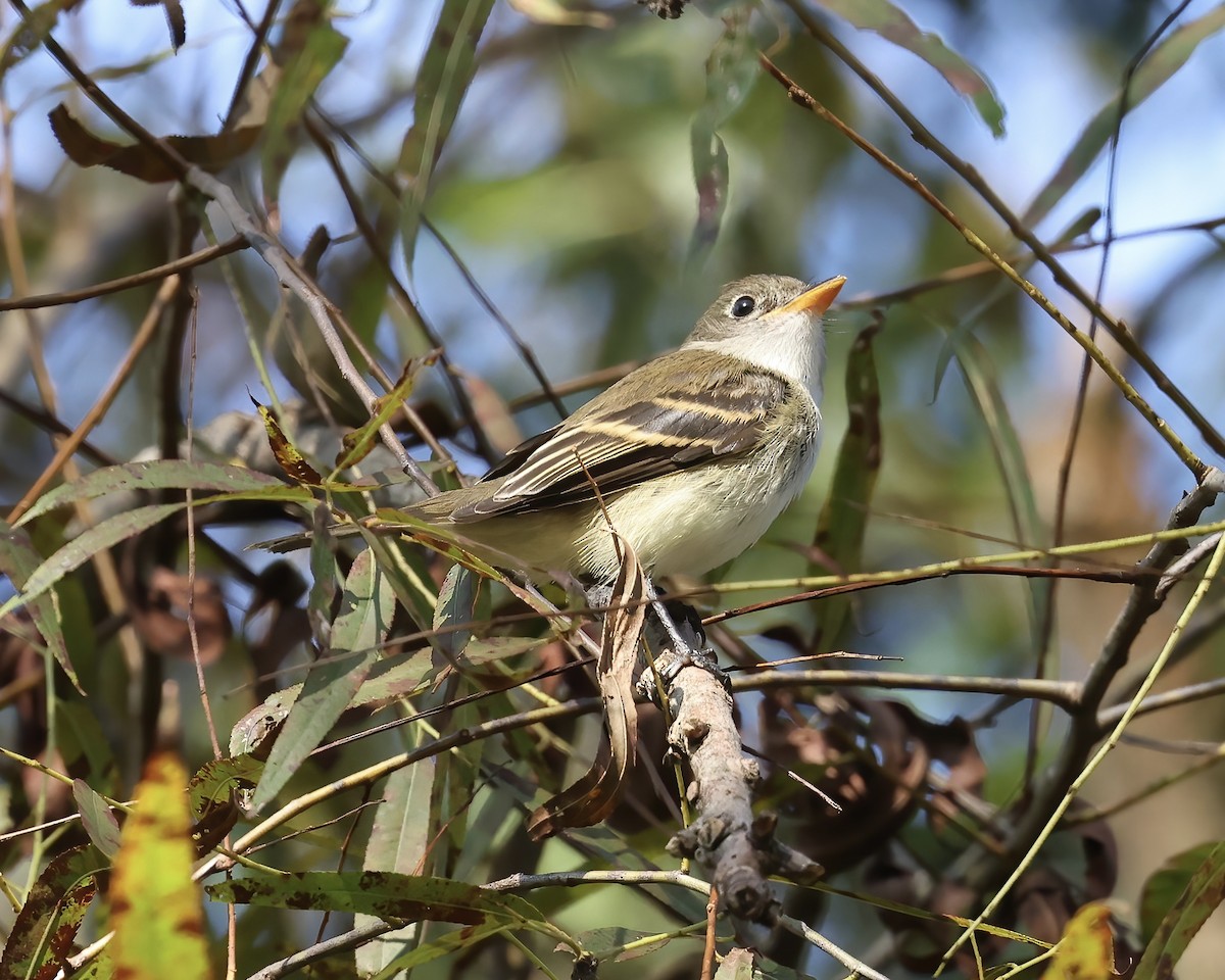 Empidonax sp. - ML623999461