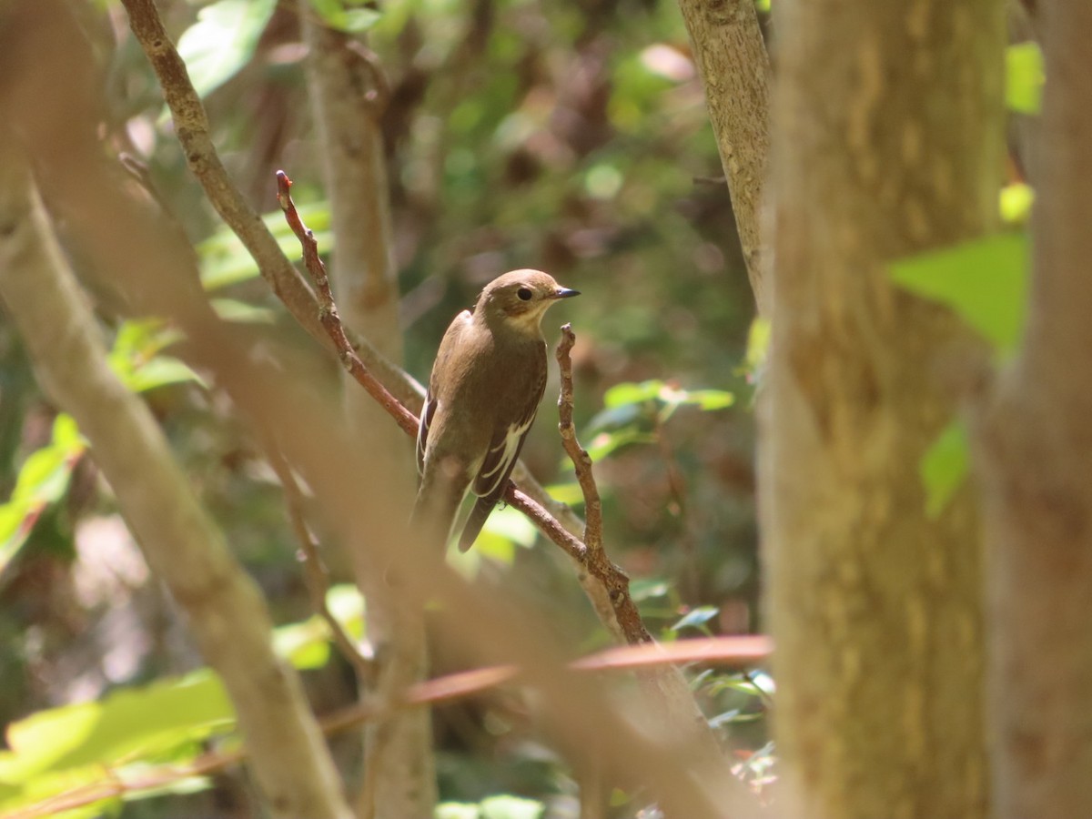 European Pied Flycatcher - ML623999482