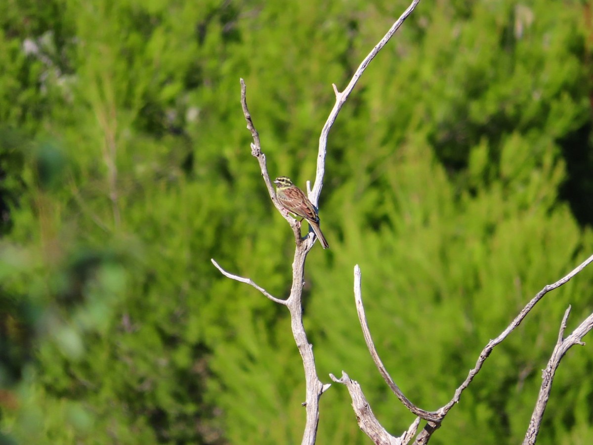 Cirl Bunting - ML623999494