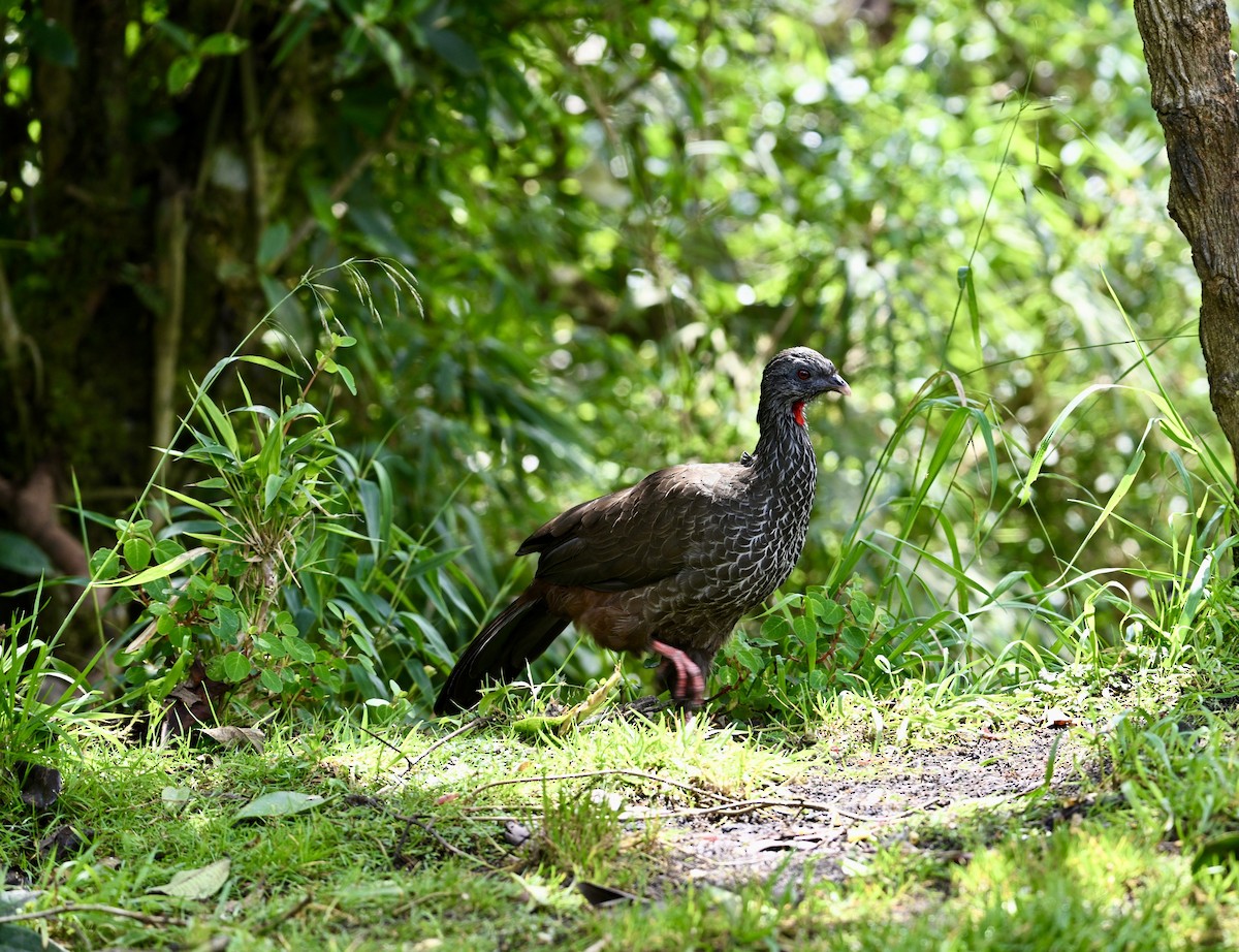 Andean Guan - ML623999507