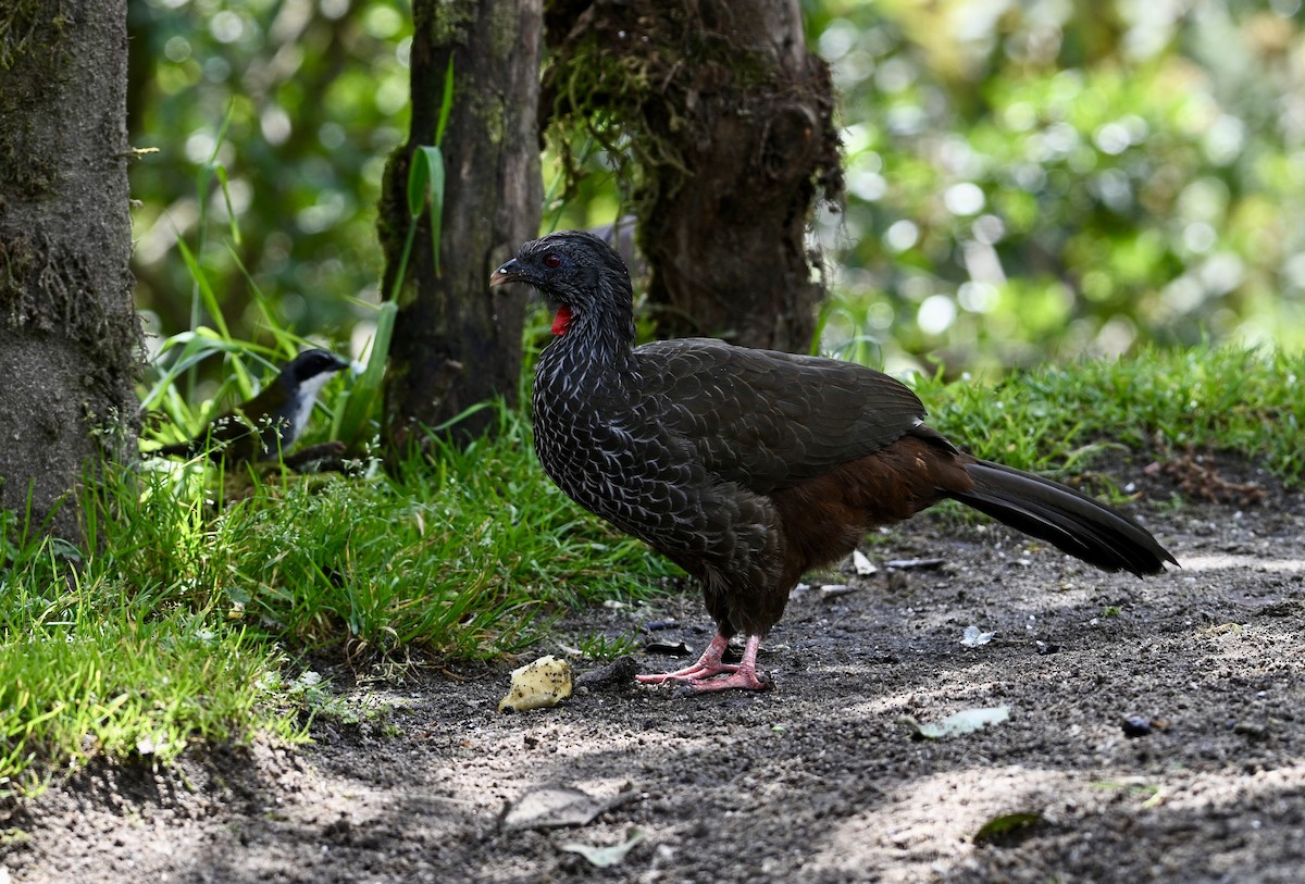 Andean Guan - ML623999508