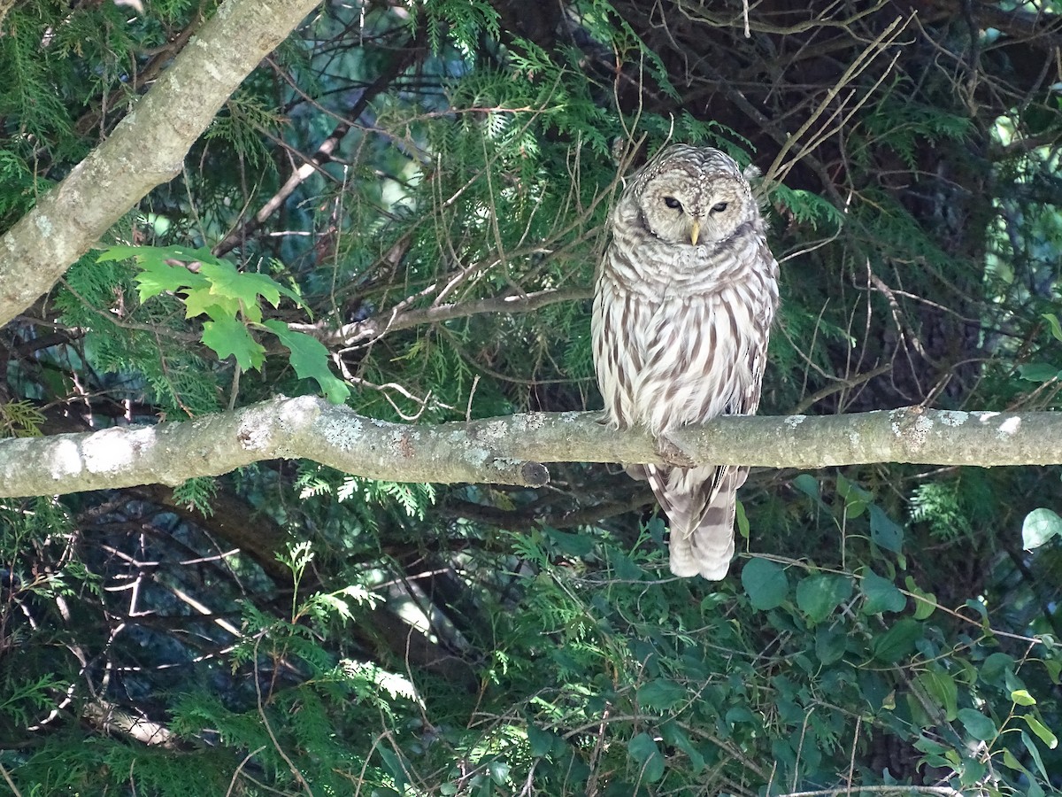 Barred Owl - ML623999509