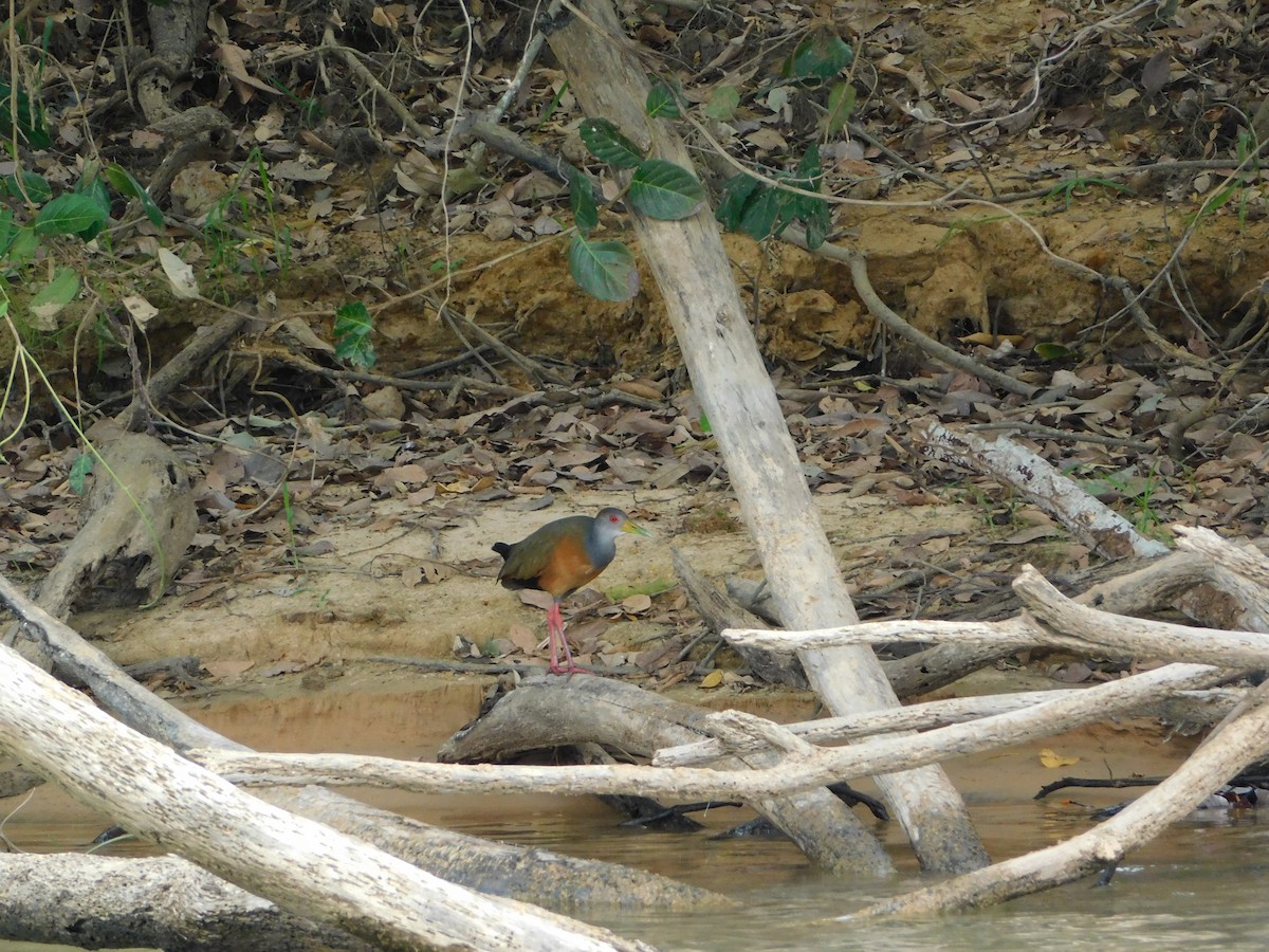 Gray-cowled Wood-Rail - ML623999584