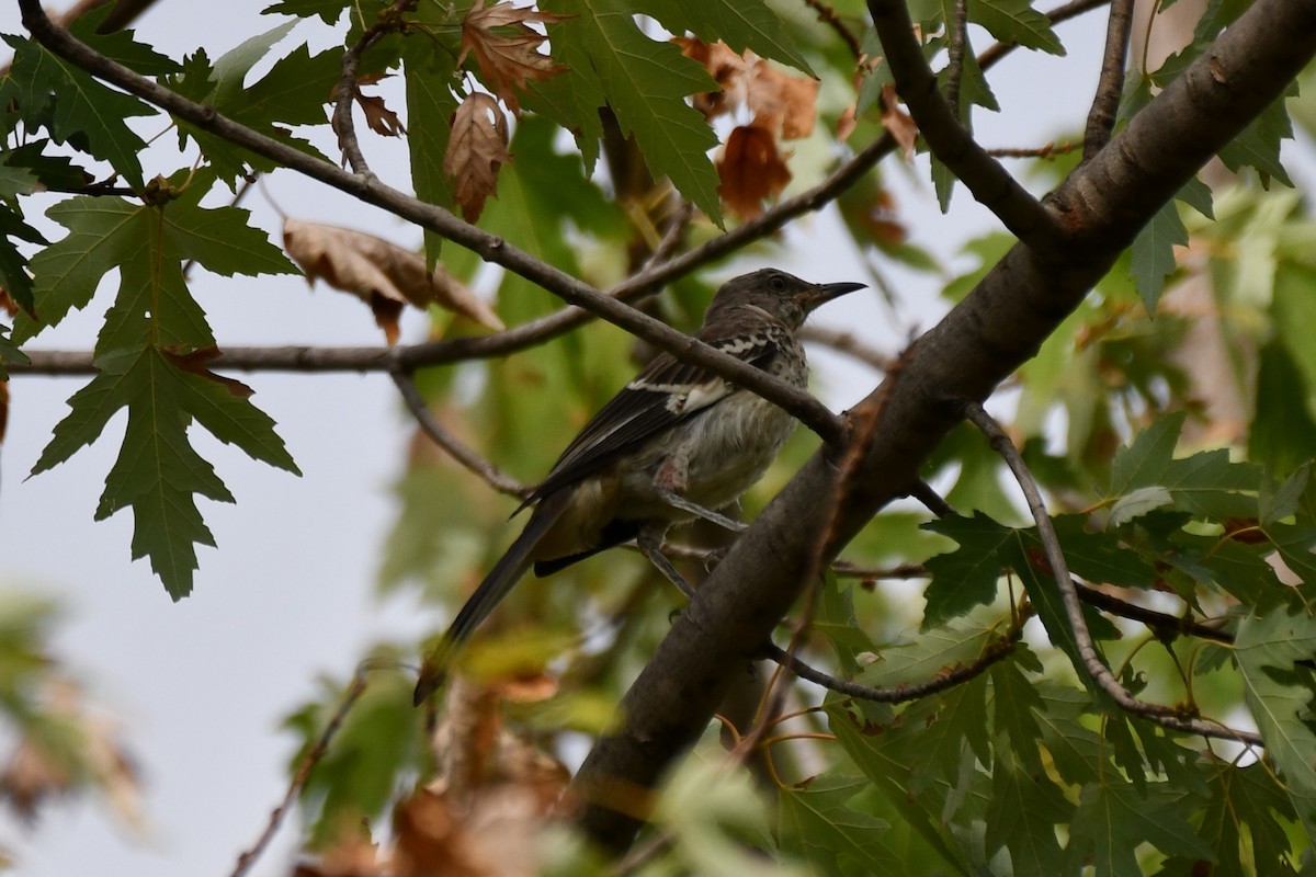 Northern Mockingbird - ML623999606