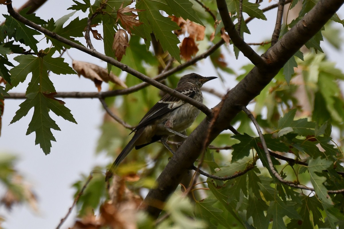 Northern Mockingbird - ML623999607