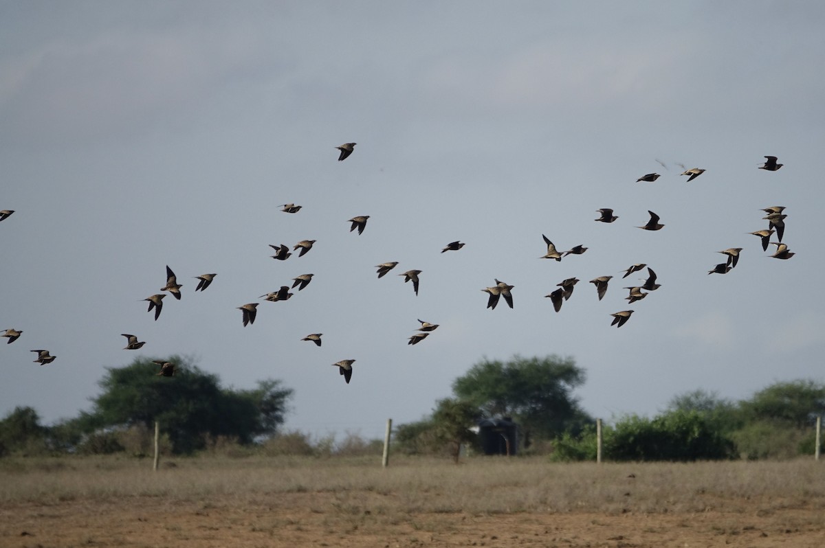 Chestnut-bellied Sandgrouse - ML623999666