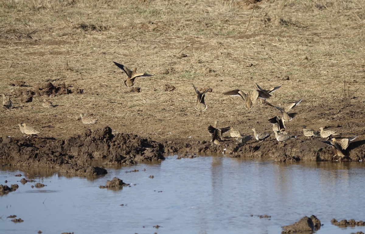 Chestnut-bellied Sandgrouse - ML623999667