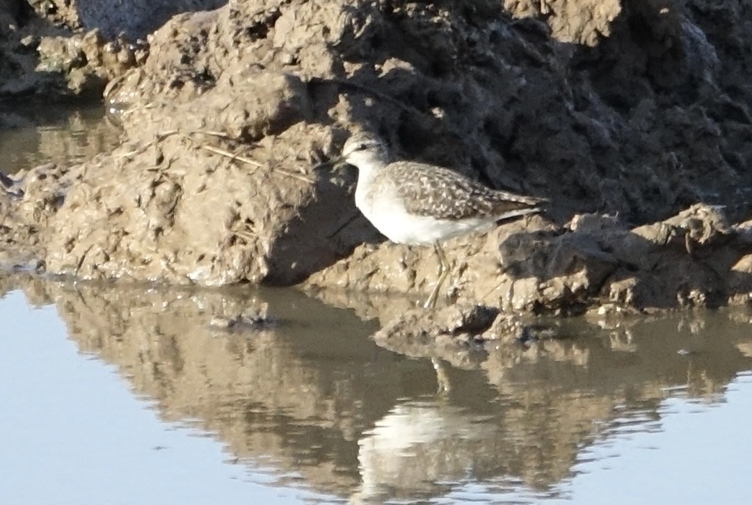 Wood Sandpiper - ML623999681