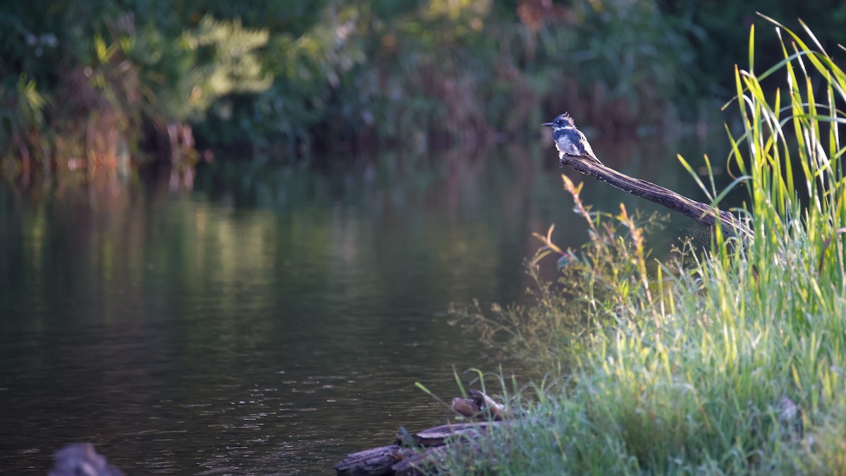 Belted Kingfisher - ML623999694