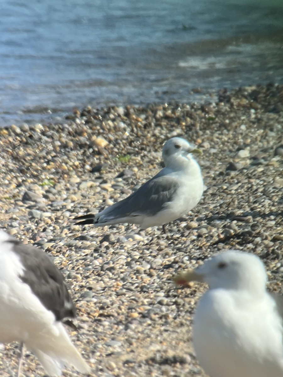 Black-legged Kittiwake - ML623999705