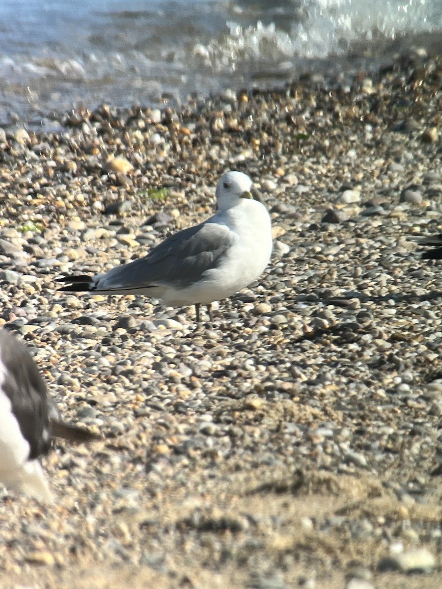 Black-legged Kittiwake - ML623999707