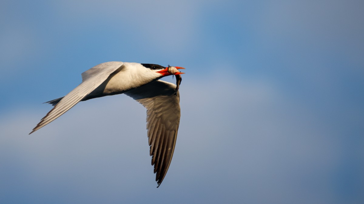 Caspian Tern - ML623999708