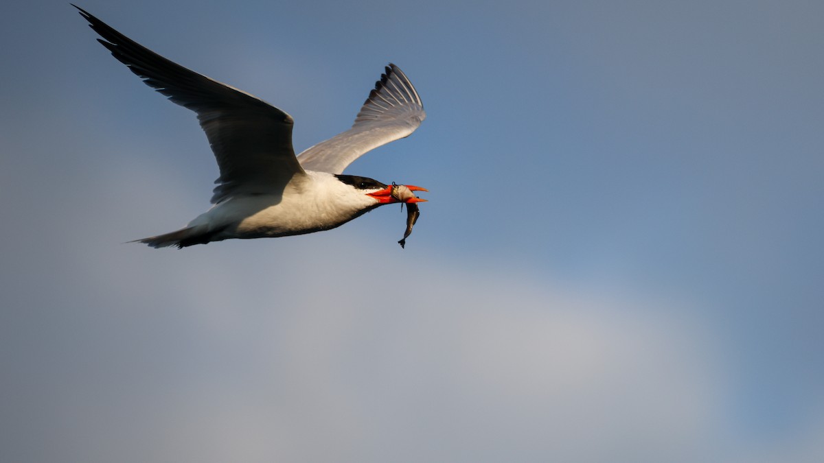 Caspian Tern - Sean Salazar