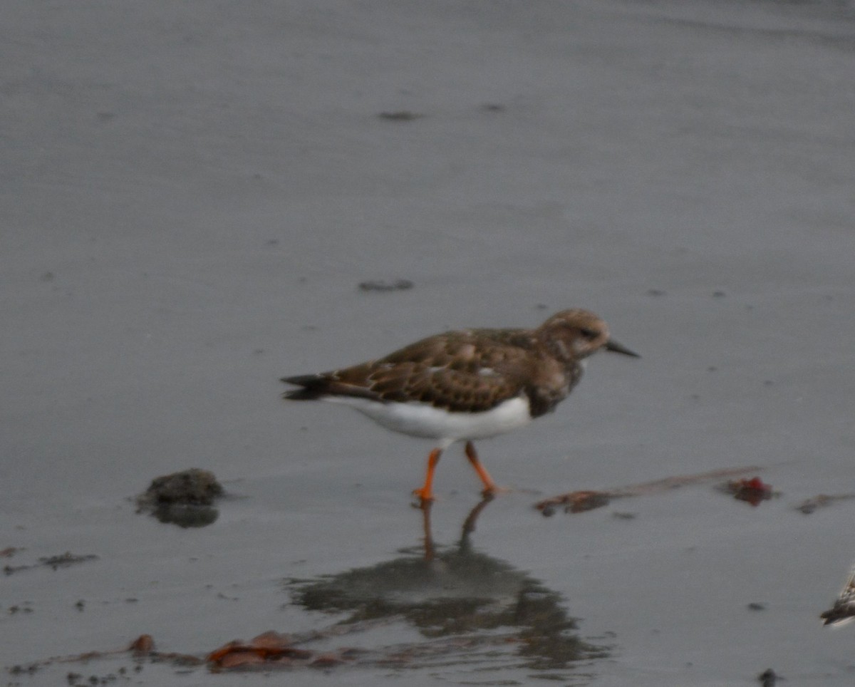 Ruddy Turnstone - ML623999710