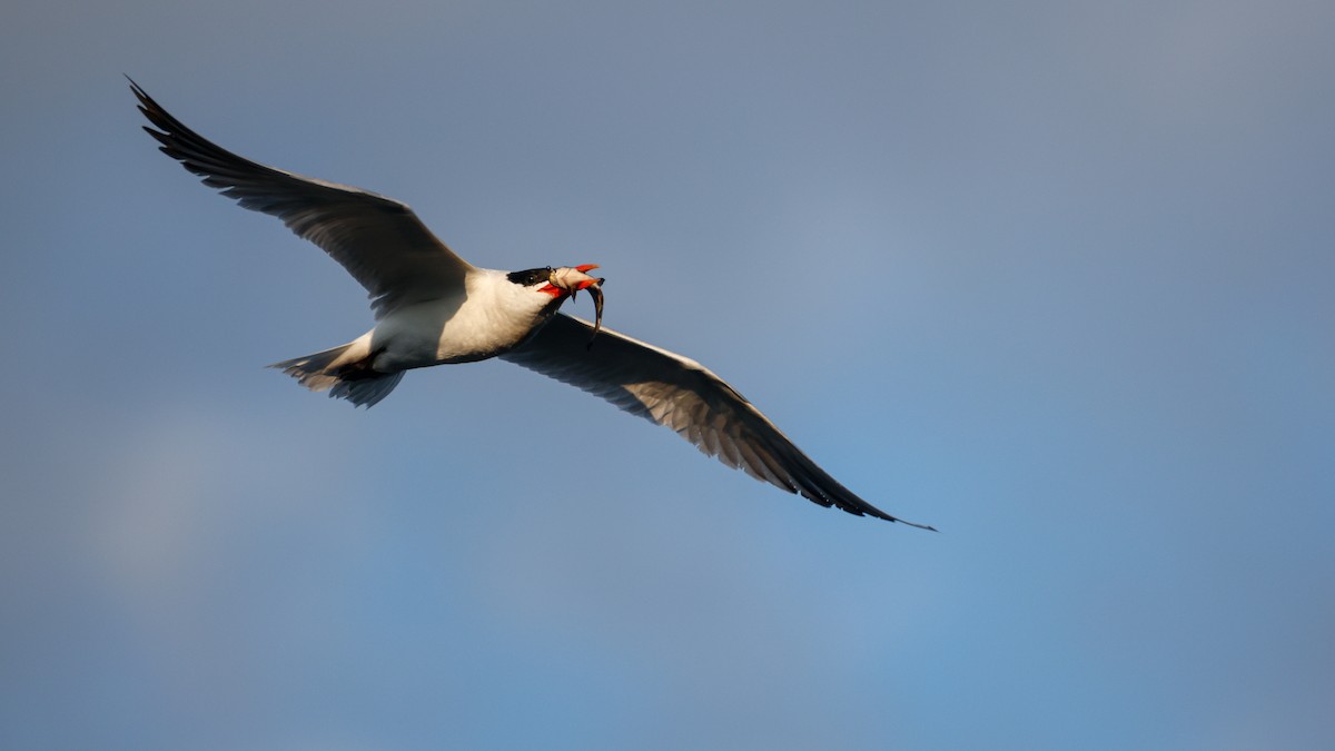 Caspian Tern - ML623999724