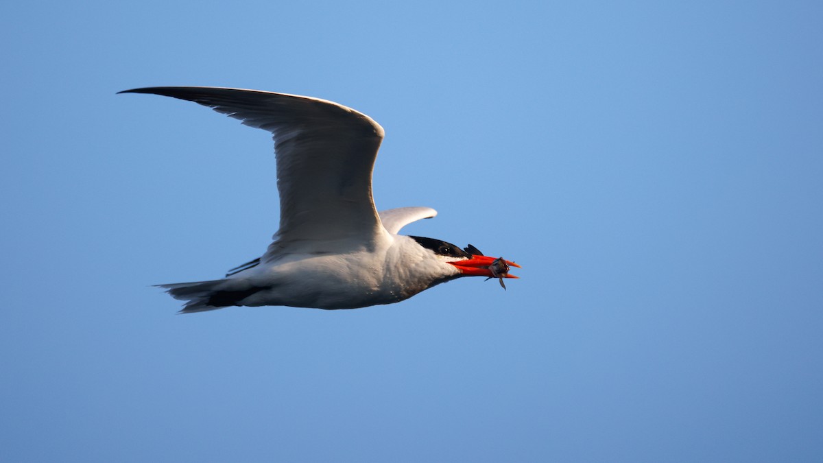 Caspian Tern - ML623999727