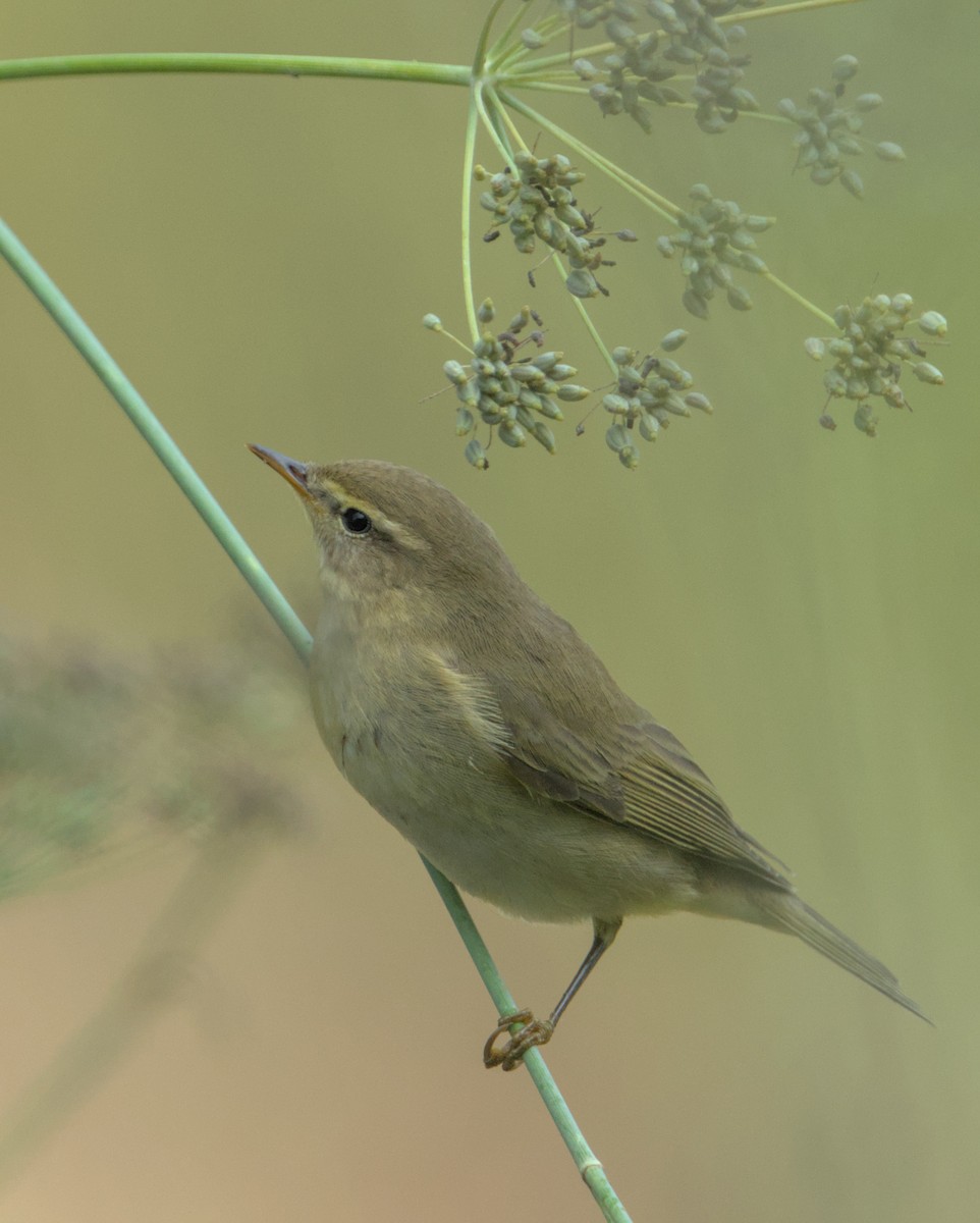 Willow Warbler - Carl Miller