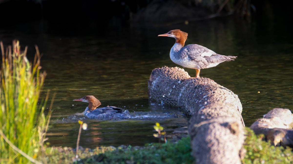 Common Merganser - ML623999748