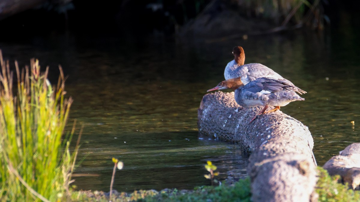 Common Merganser - ML623999749