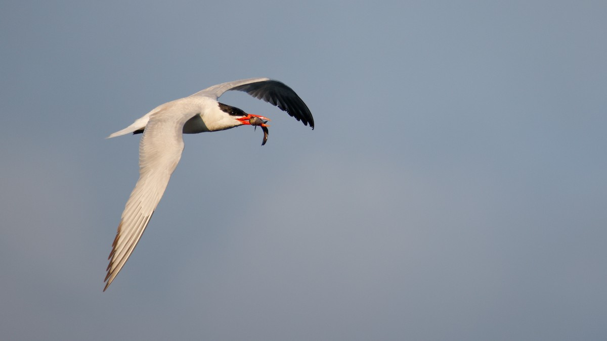 Caspian Tern - ML623999754