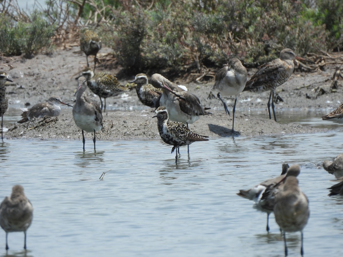 Pacific Golden-Plover - ML623999760