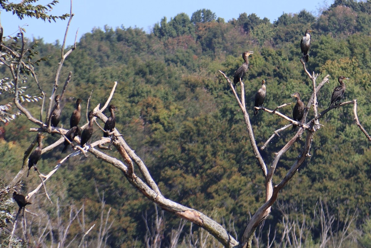 Double-crested Cormorant - ML623999773