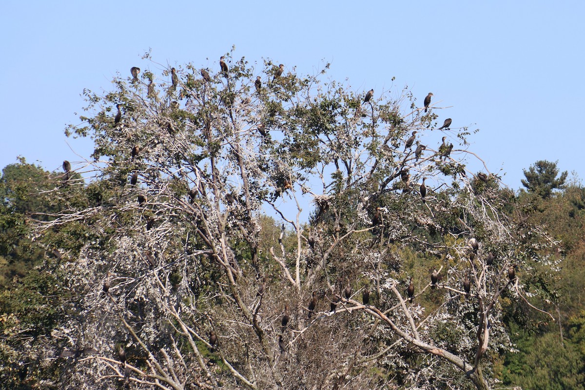 Double-crested Cormorant - ML623999774