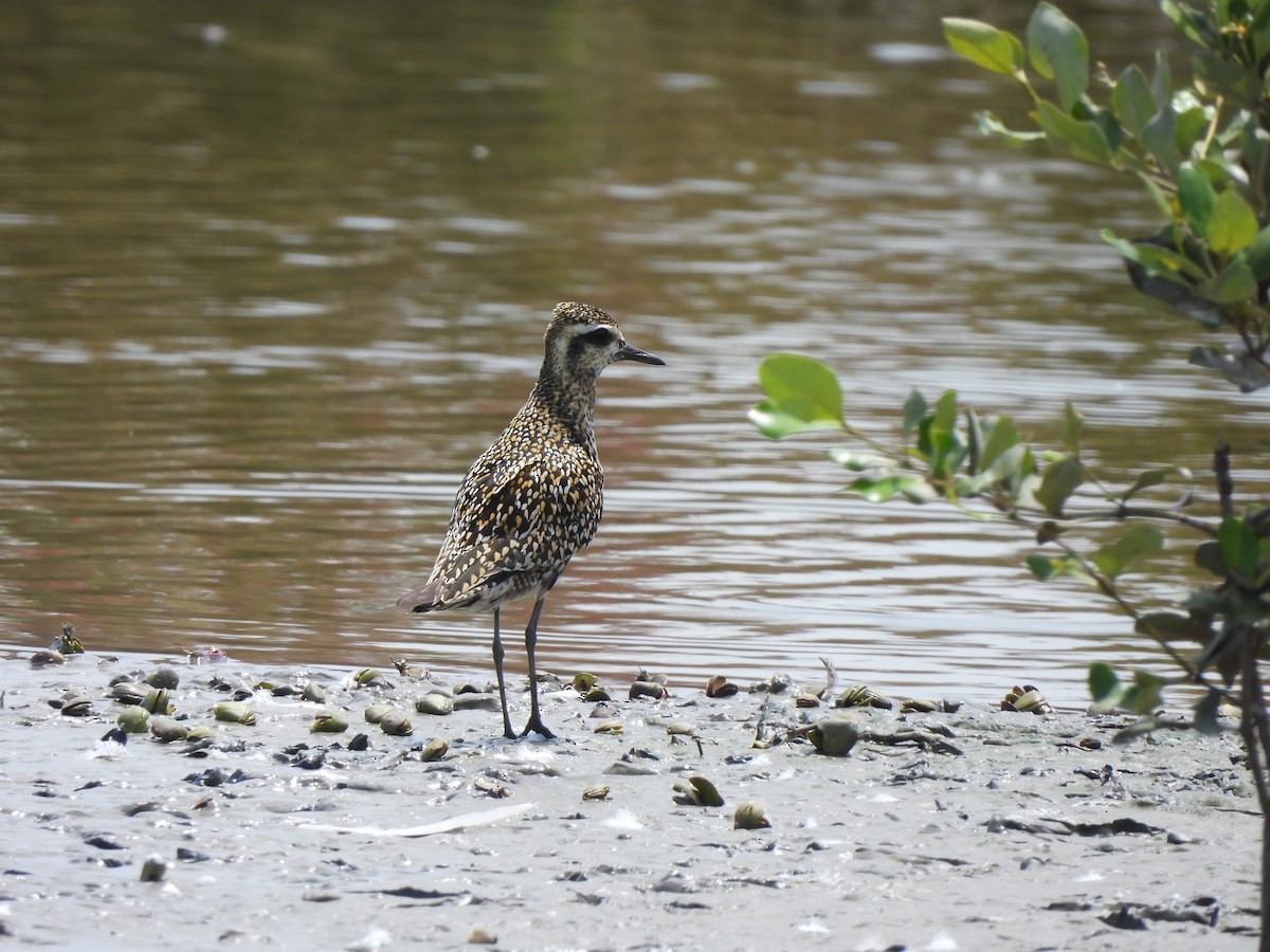 Chorlito Dorado Siberiano - ML623999776