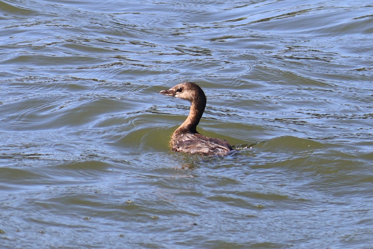 Pied-billed Grebe - ML623999778