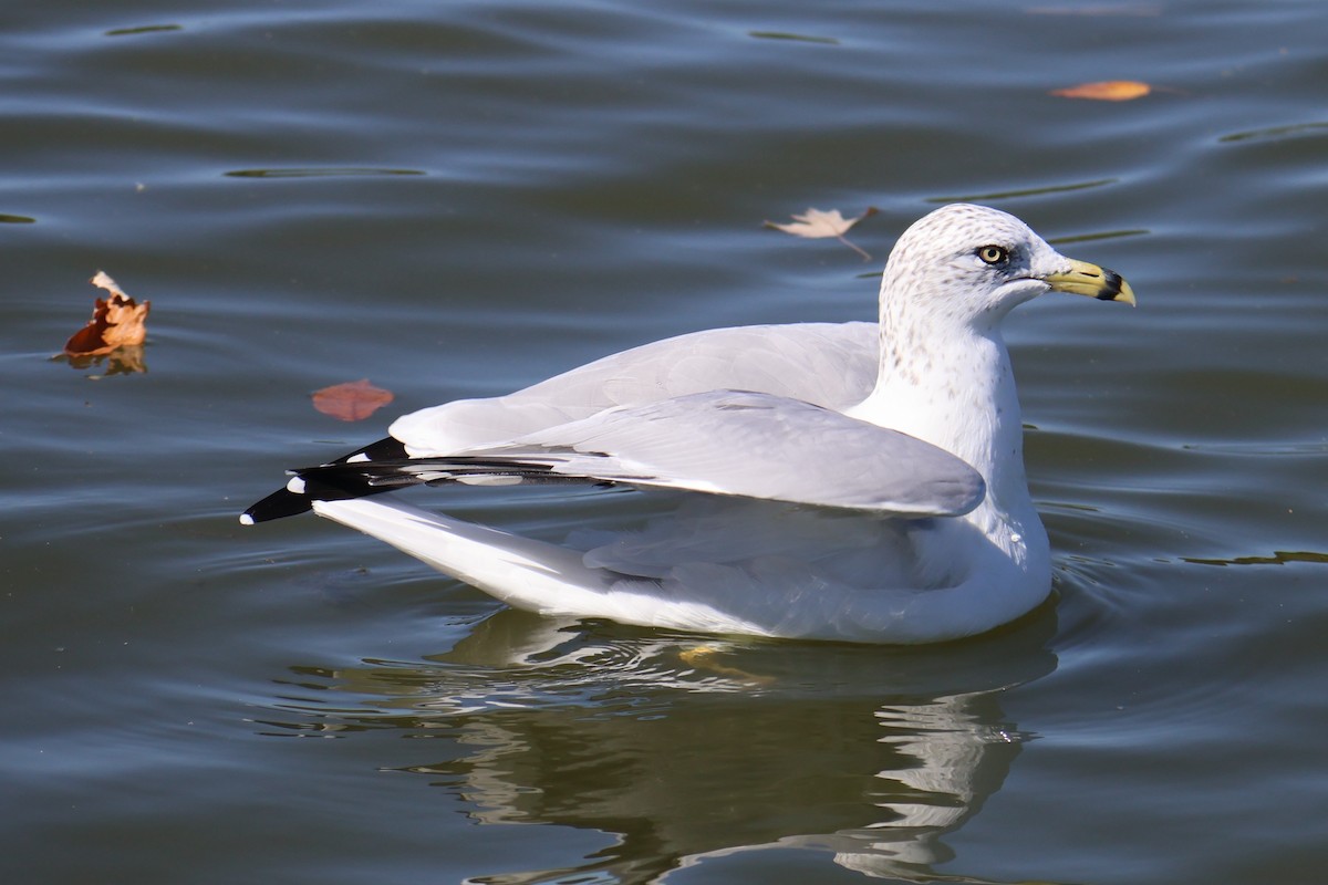 Ring-billed Gull - ML623999780