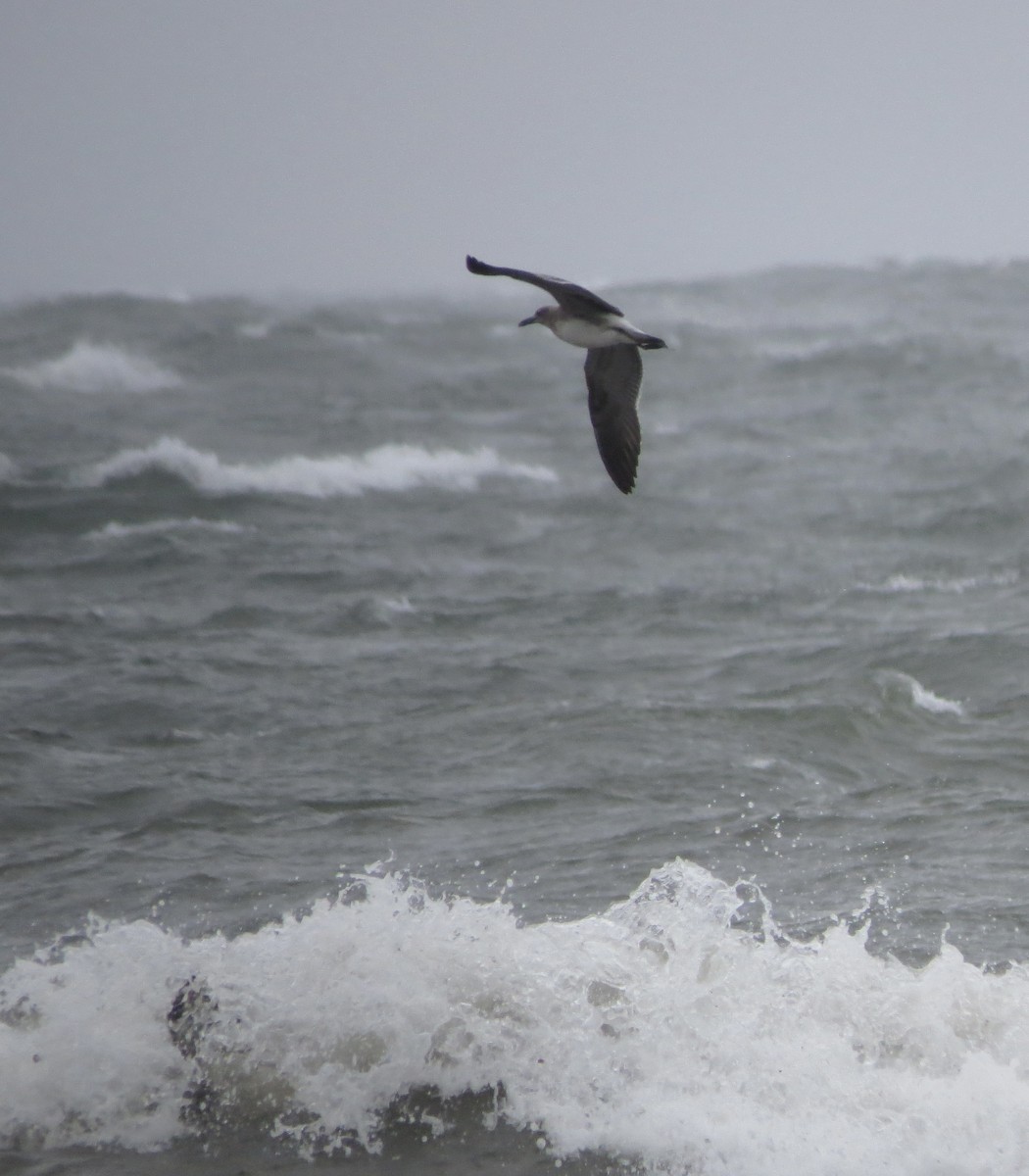 Laughing Gull - Dawn Zappone