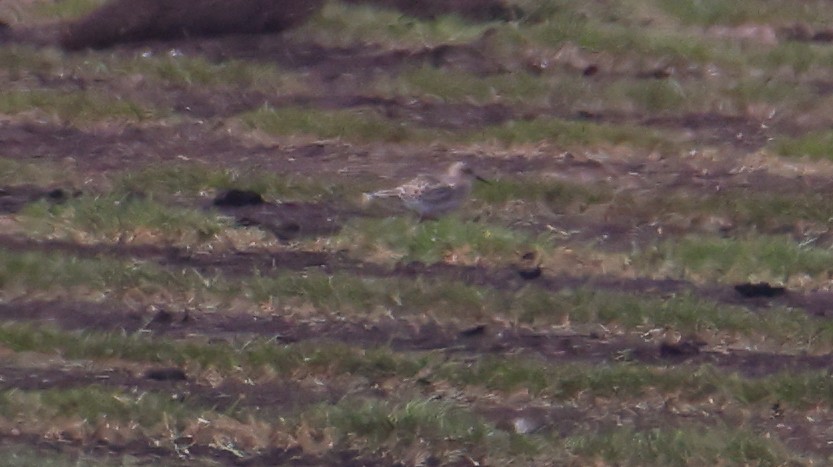 Baird's Sandpiper - Sean Salazar