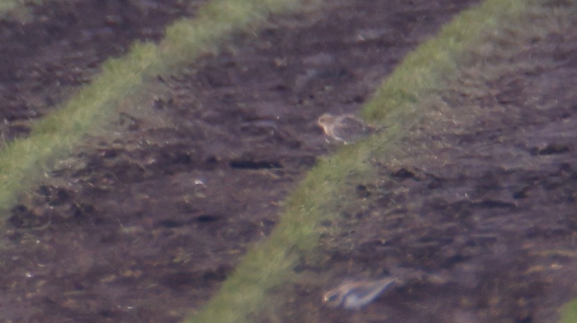 Baird's Sandpiper - Sean Salazar