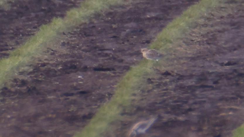 Baird's Sandpiper - ML623999798