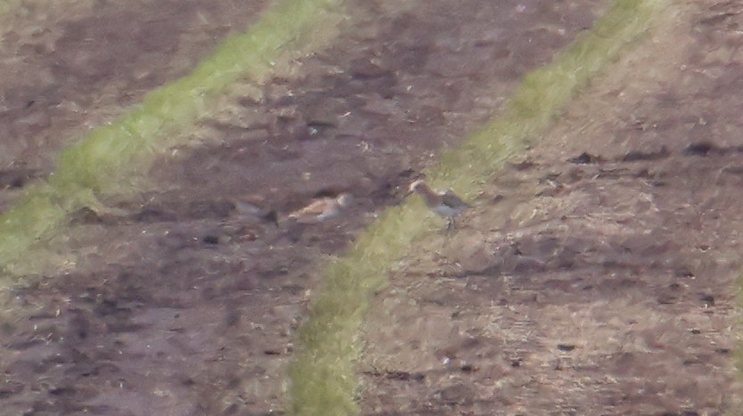 Baird's Sandpiper - ML623999799