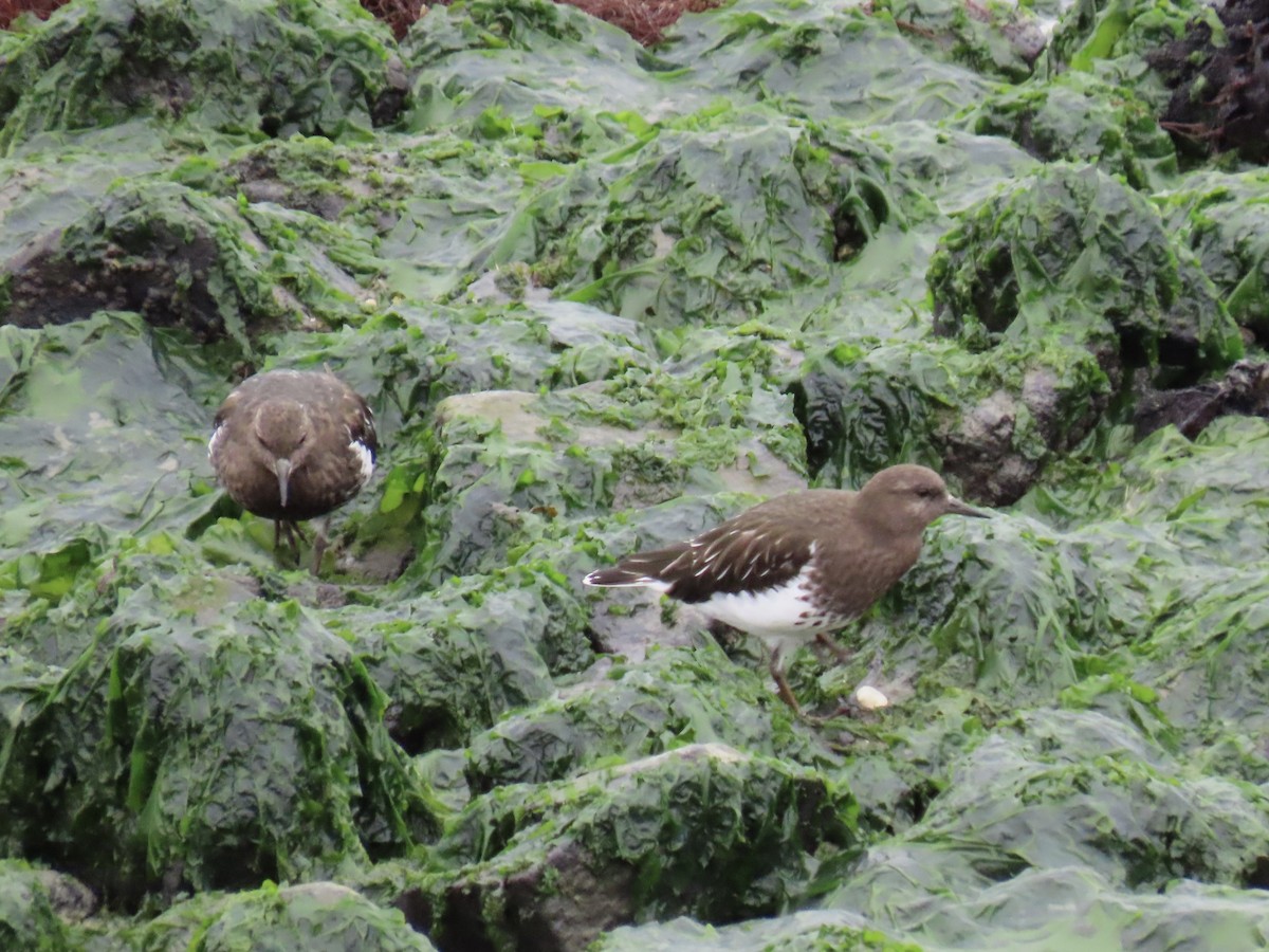 Black Turnstone - ML623999801