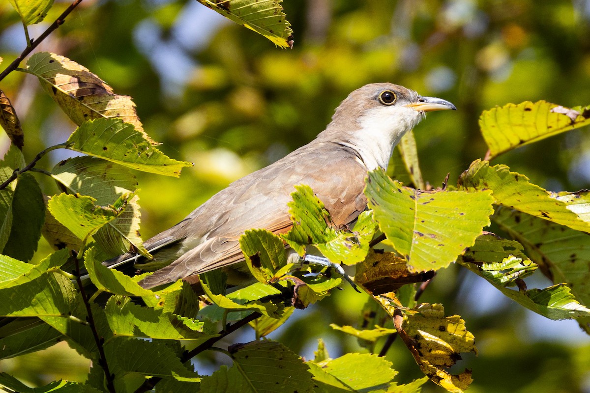 Yellow-billed Cuckoo - ML623999820