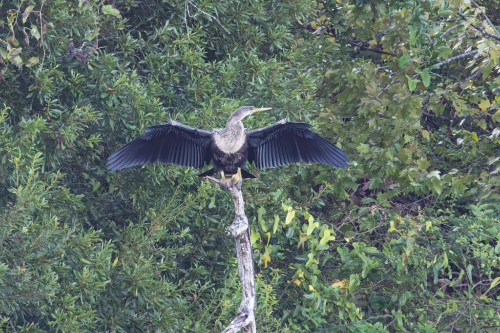 Amerika-Schlangenhalsvogel - ML623999835