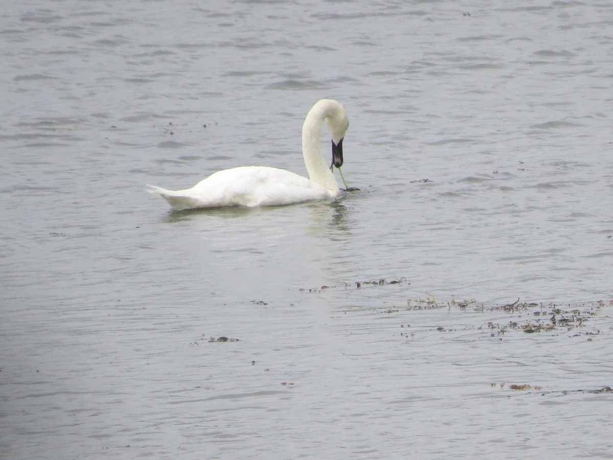 Mute Swan - Dawn Zappone