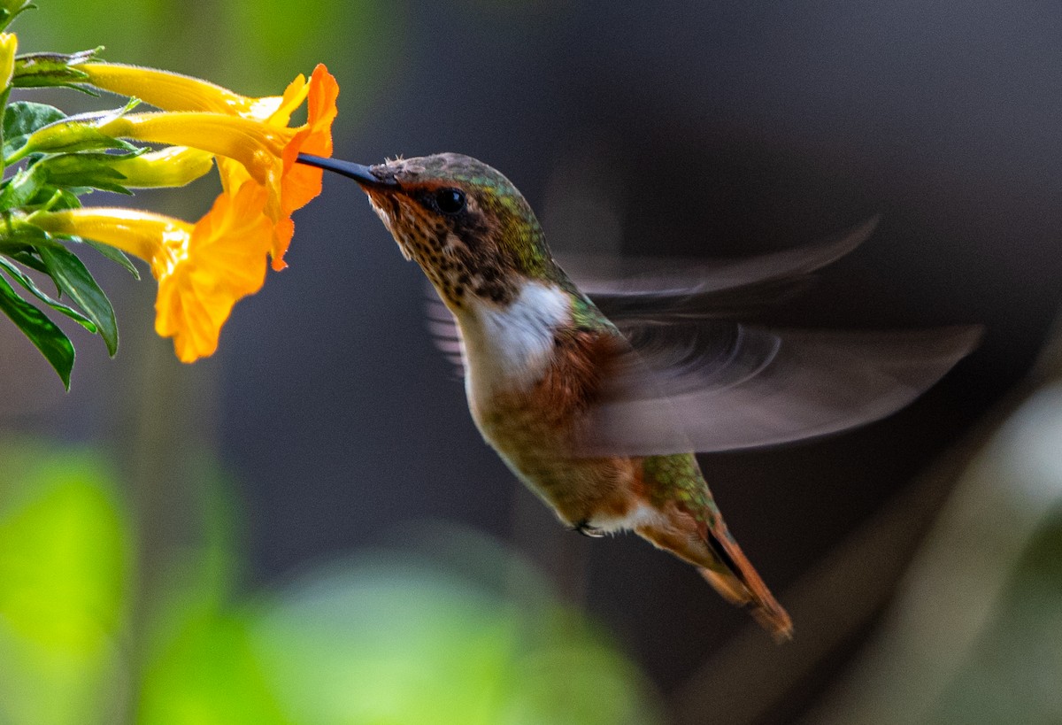 Scintillant Hummingbird - ML623999838