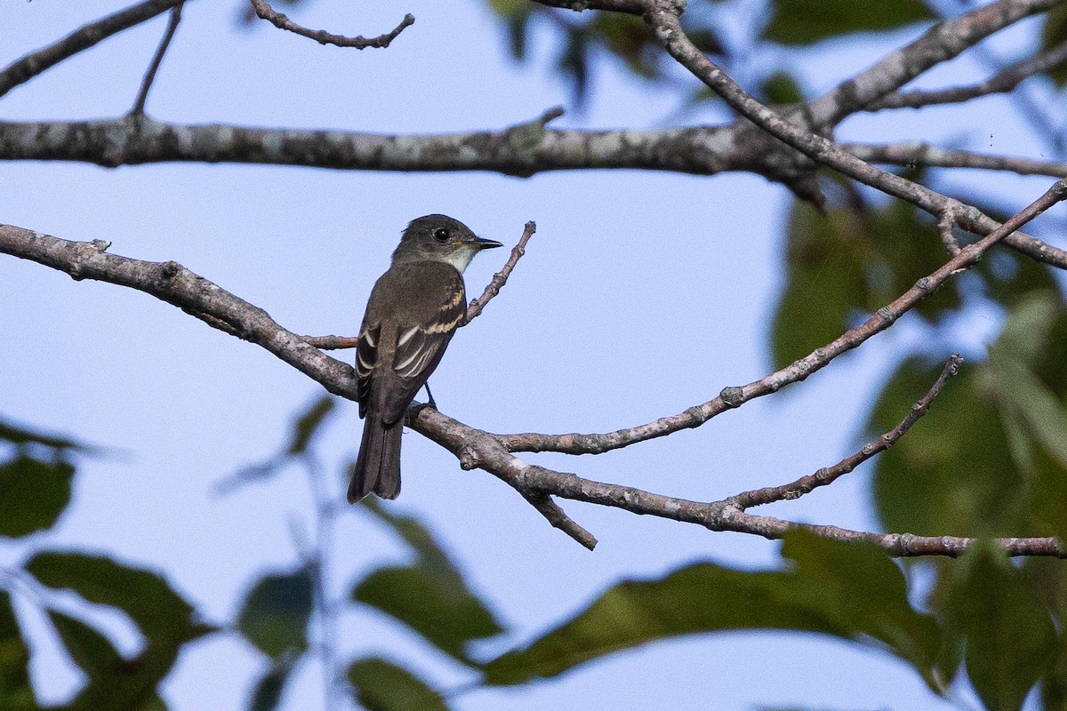 Eastern Wood-Pewee - Dana Miller