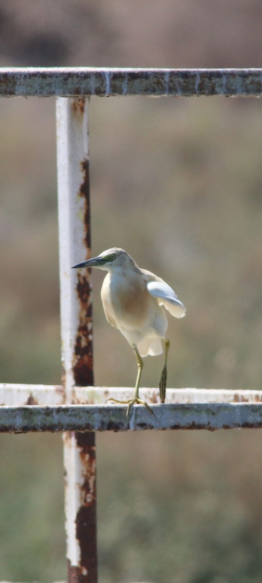 Sgarza ciuffetto - ML623999853