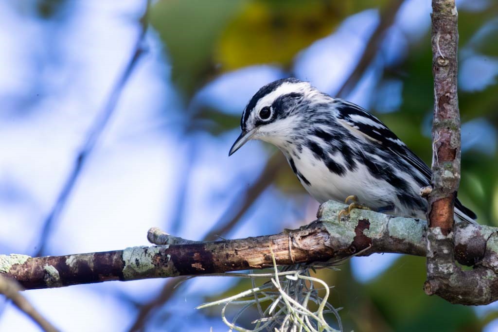 Black-and-white Warbler - ML623999855