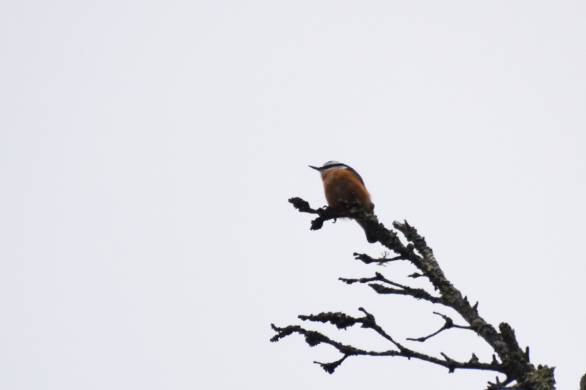 Red-breasted Nuthatch - ML623999858