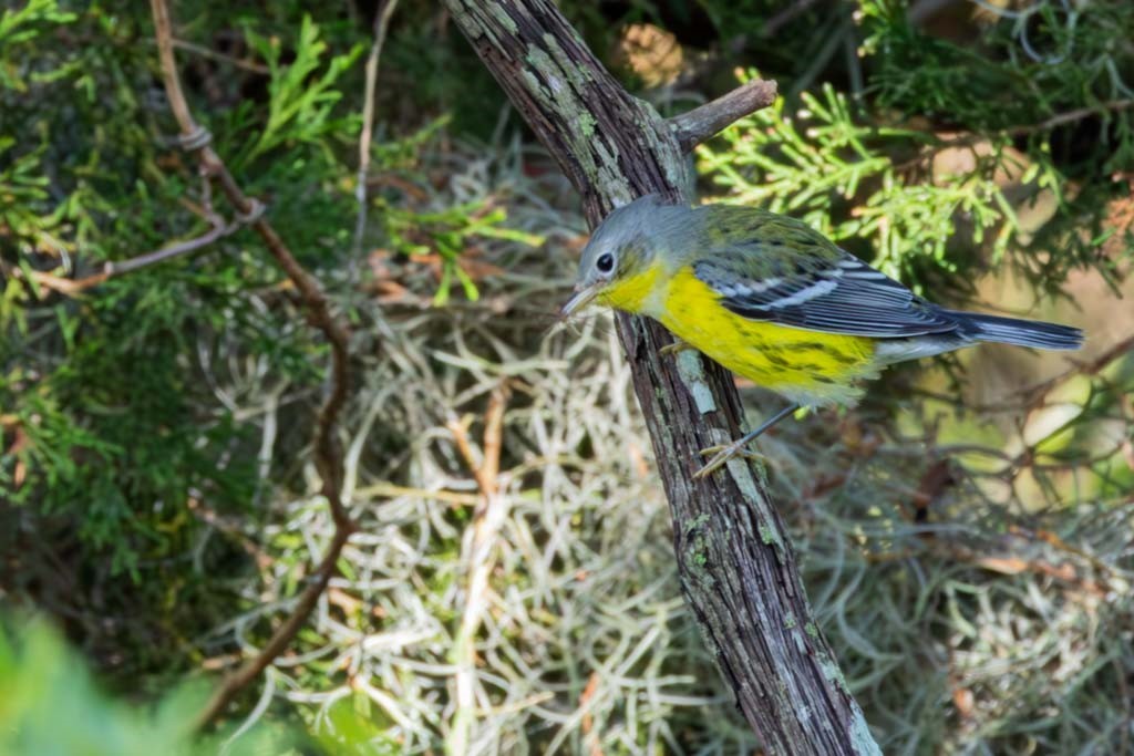 Magnolia Warbler - ML623999891