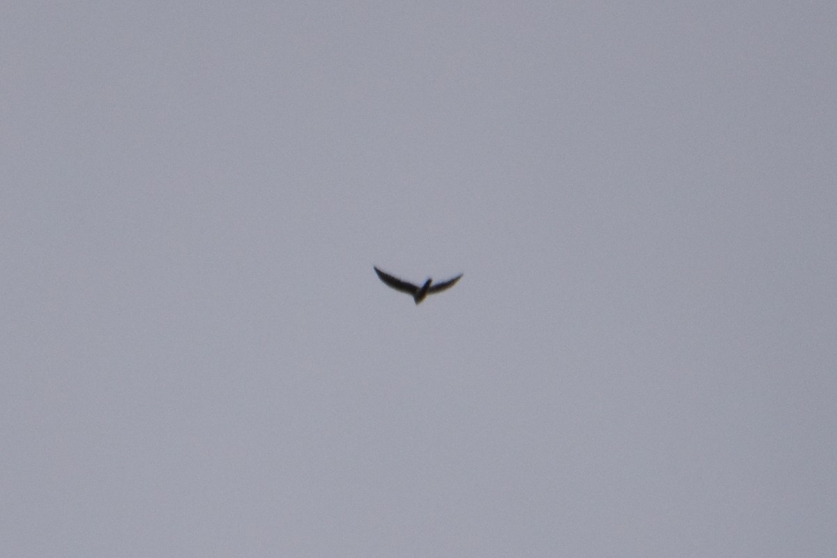 diurnal raptor sp. - ML623999894
