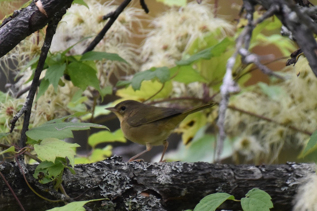 Common Yellowthroat - ML623999915